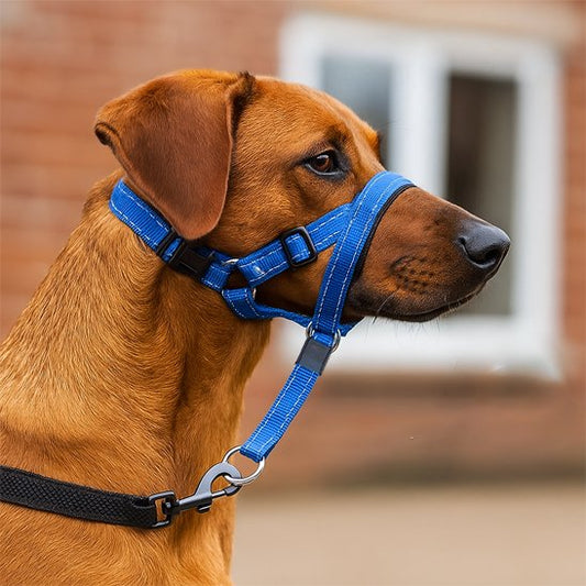 muselière chien meilleur contrôle