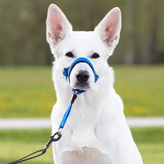 muselière chien pour chien agite
