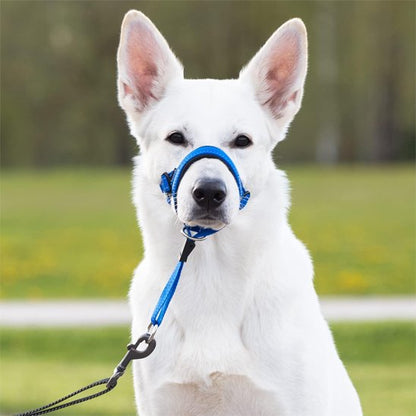 muselière chien pour chien agite