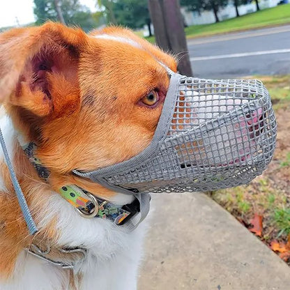 muselière chien pour chien agité 