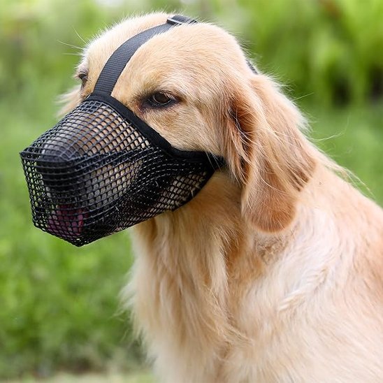 muselière chien pour éducation canine