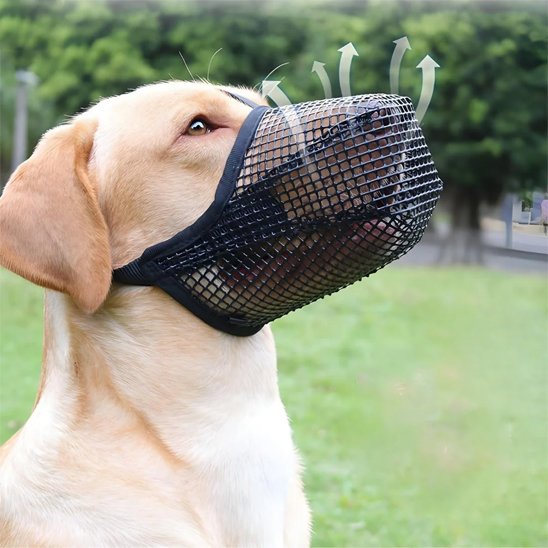 muselière chien pour meilleur contrôle