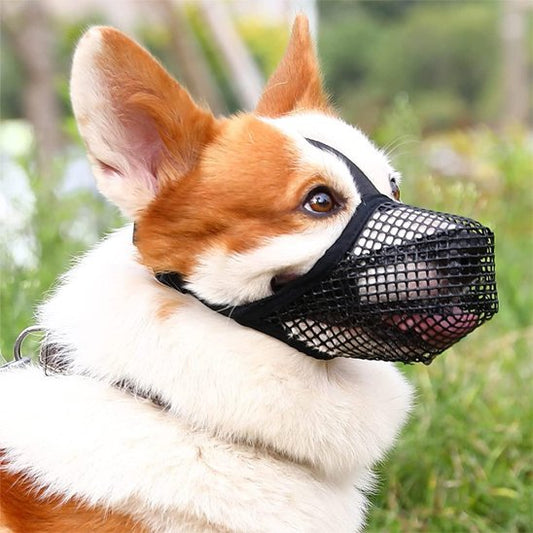 muselière chien pour promenade calme