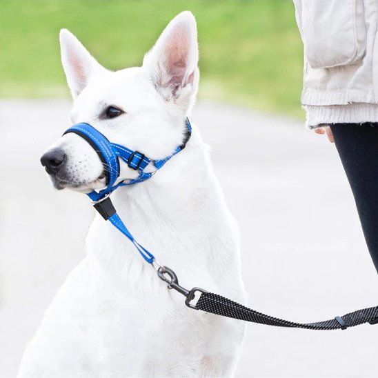 muselière chien pour sorties calmes
