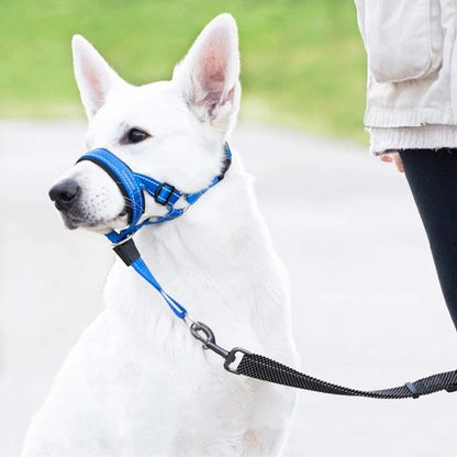 muselière chien pour sorties calmes