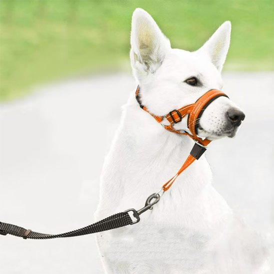 muselière chien utile quotidien