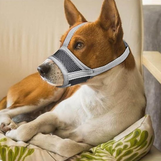 muselière pour chien confort sortie