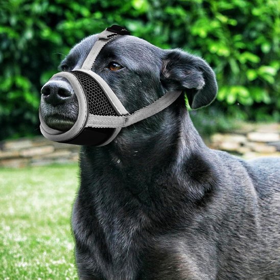 muselière pour chien maintien museau
