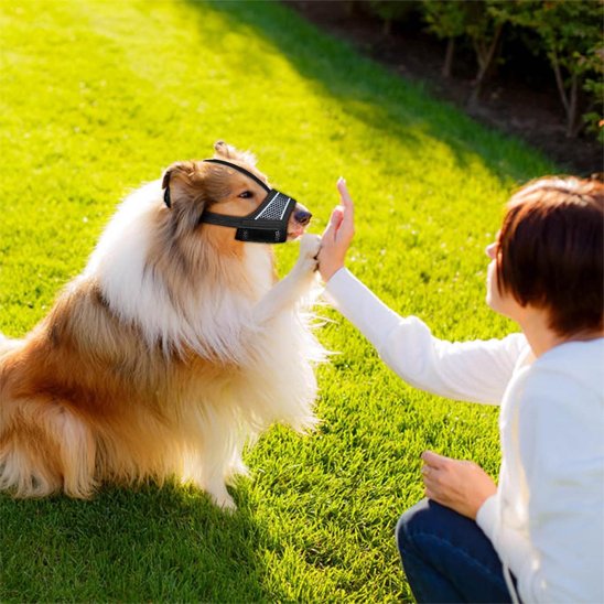 muselière pour chien sécurité promenade