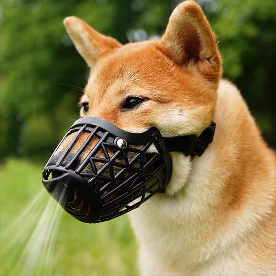 muselières pour chiens confort quotidien