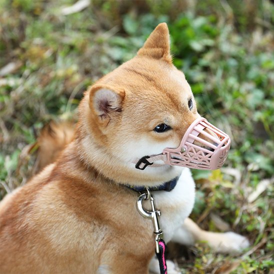 muselières pour chiens promenade éducation