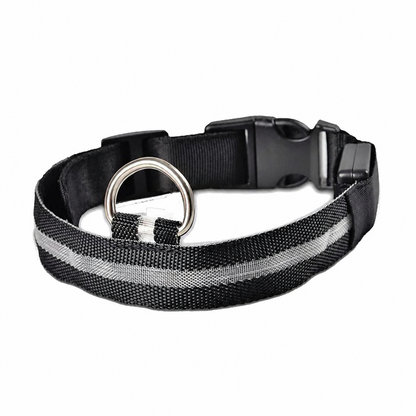 Collier lumineux pour chien | Visibilité et Sécurité