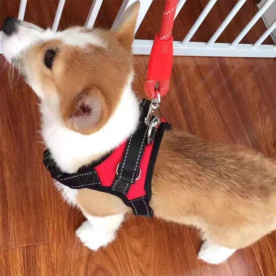 petit chien avec harnais pour chien