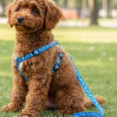 petit chien avec laisse pour chien bleu