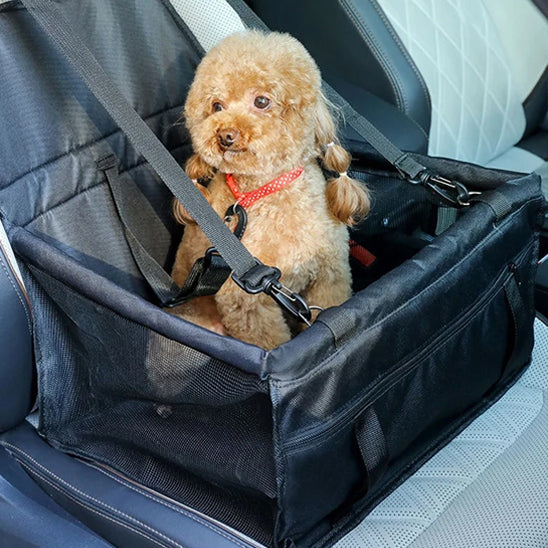 petit chien dans siege auto pour chien