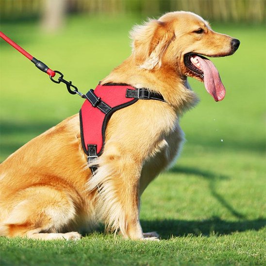 promenade chien avec harnais pour chien