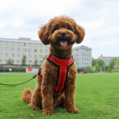 promenade chien avec harnais pour petit chien