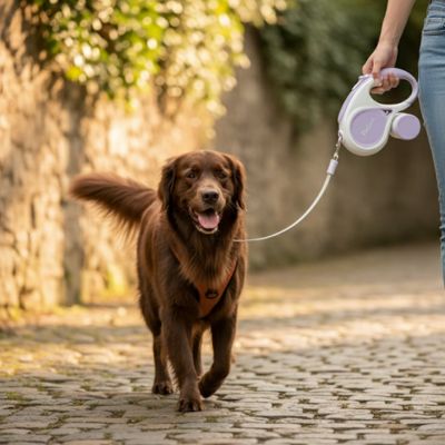 promenade chien avec laisse chien enrouleur