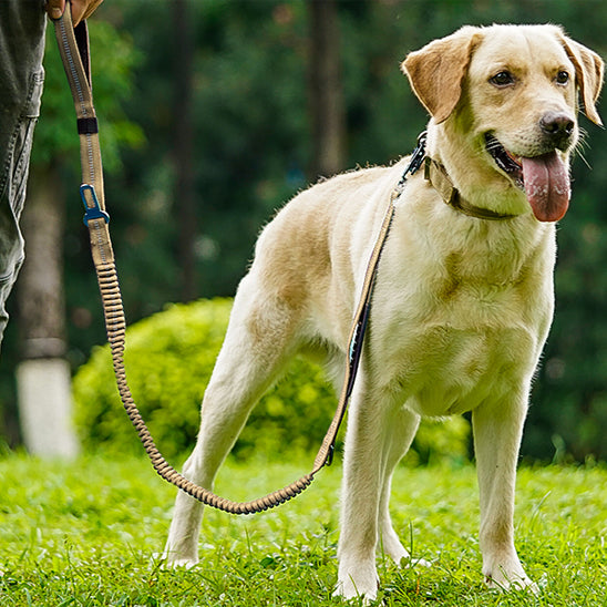 promenade chien avec laisse pour chien élastique