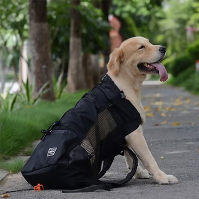 sac à dos pour chien voyage quotidien pratique