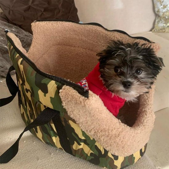 sac de transport pour chien ergonomique maille 