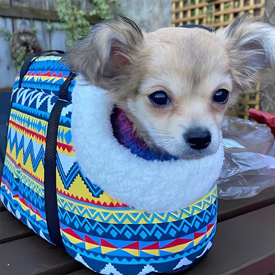 sac de transport pour chien pratique voyage 