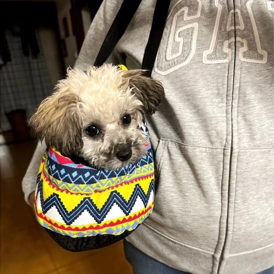 sac de transport pour chien usage quotidien 