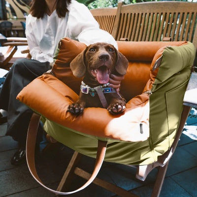 siège auto chien 10 kg chien assis confort