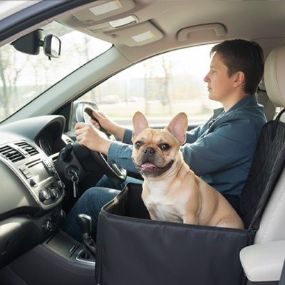 siege auto chiens transport sécurisé