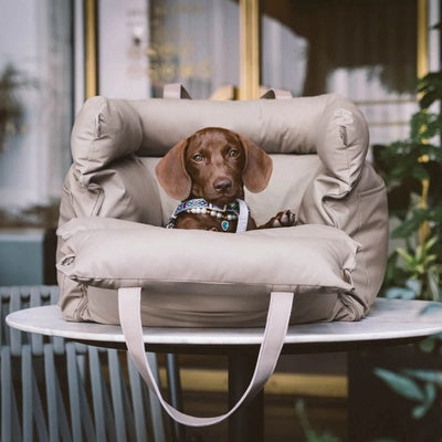 siege auto pour chien de 10 kg avec chien