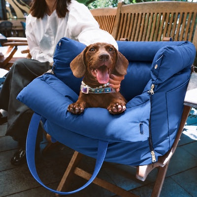 siege auto pour chien de 10 kg sur siège