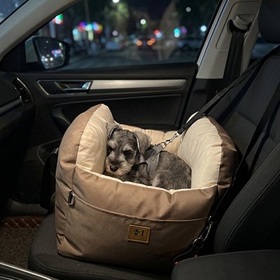 siege auto pour chiens petit compagnon 