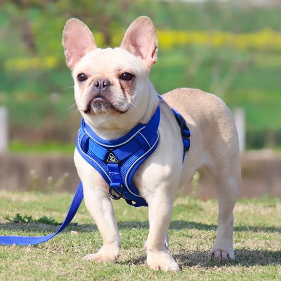 sortie chien avec harnais anti traction pour chien