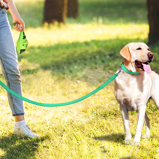 sortie chien avec laisse pour chien