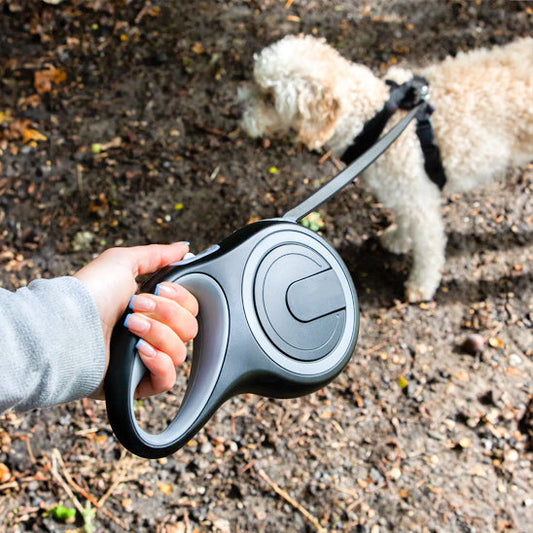 sortie petit chien avec laisse pour chien enrouleur