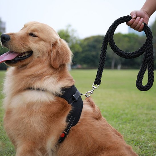 une laisse de chien avec poignée renforcée 