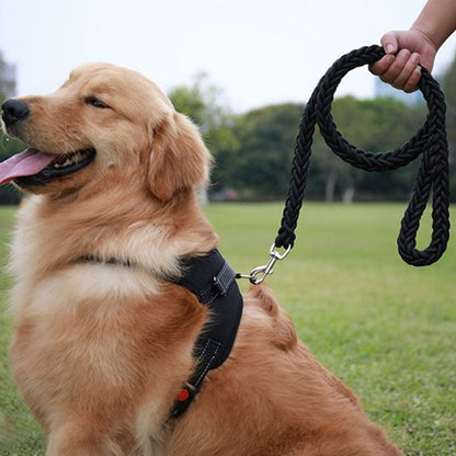 une laisse de chien avec poignée renforcée 