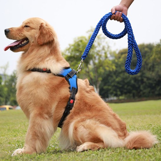 une laisse de chien durable pour tous les chiens 