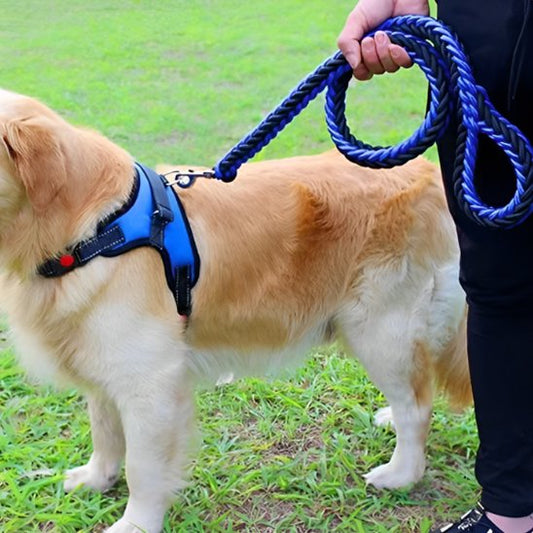une laisse de chien solide en corde tressée