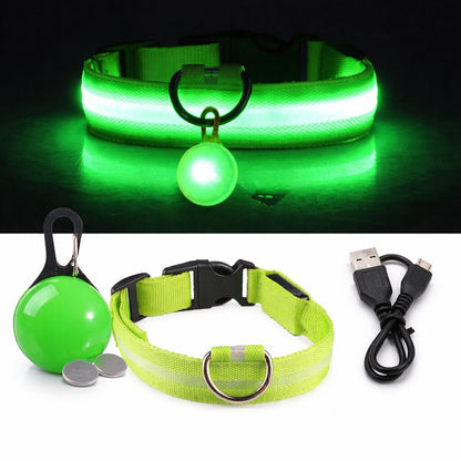 Collier lumineux pour chien | Sécurité Nocturne